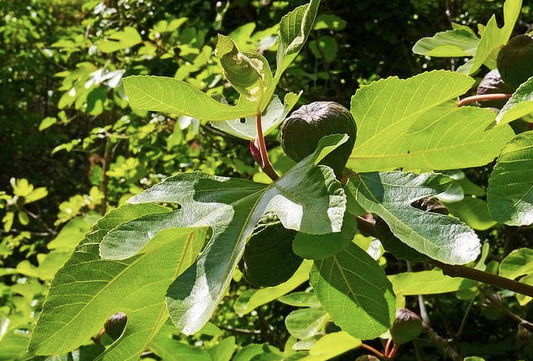 Bienfaits de la poudre de feuilles de figuier