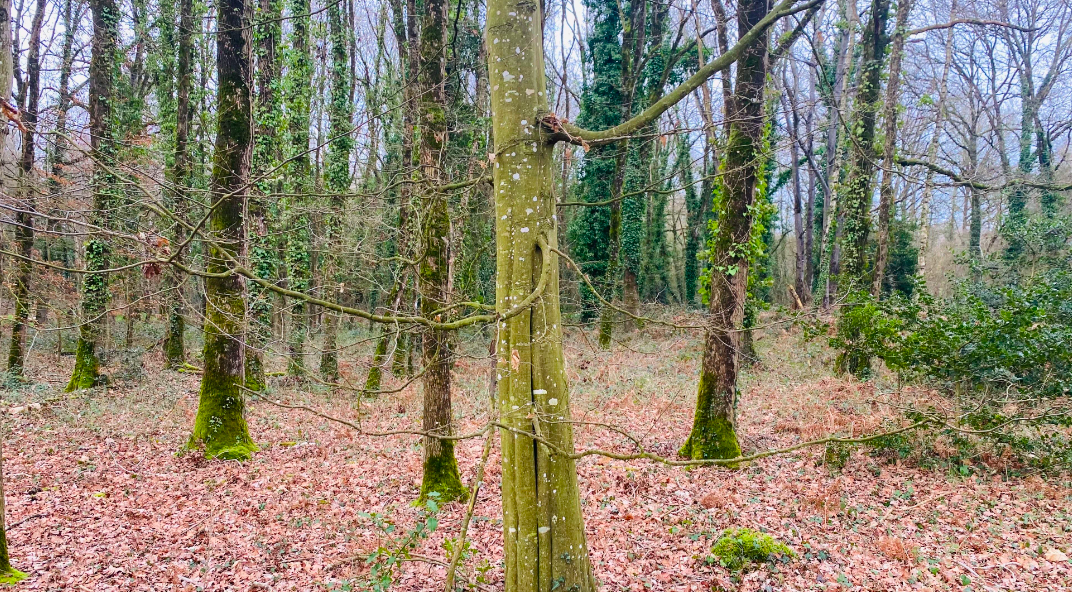 Découvrez l'aide à l'Agroforesterie Intraparcellaire en Bretagne