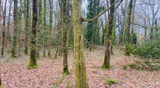 Découvrez l'aide à l'Agroforesterie Intraparcellaire en Bretagne
