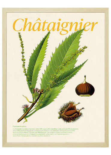 Affiche châtaigner dans cadre bois - illustration botanique détaillée