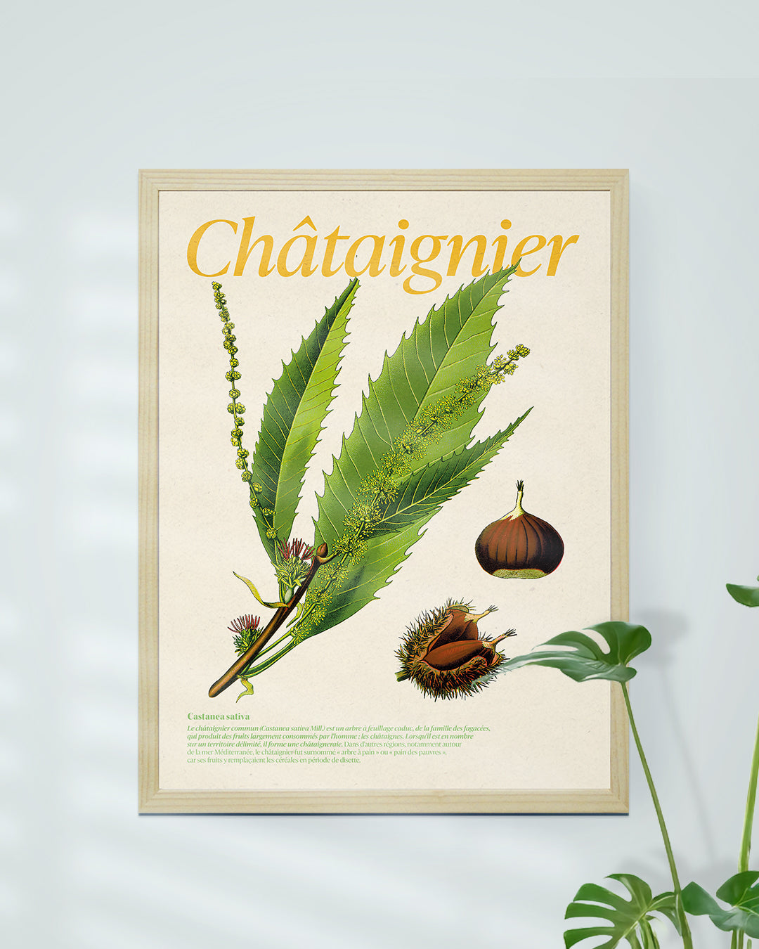 Affiche botanique châtaigner Castanea sativa encadrée - décoration nature