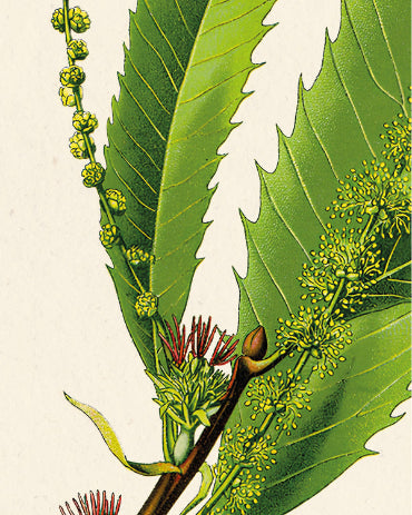 Détail affiche châtaigner - feuilles et fruits Castanea sativa