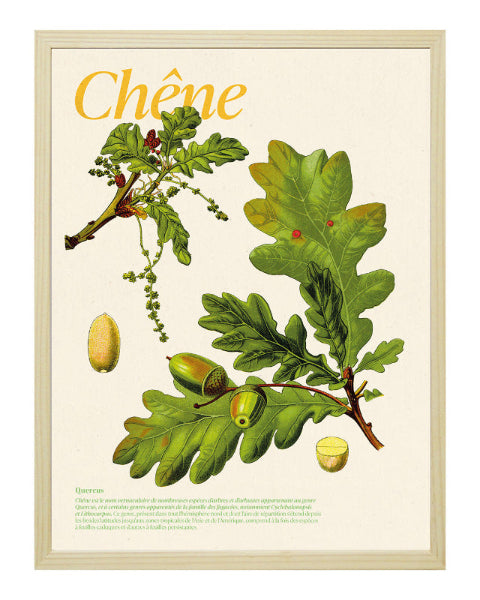 Affiche chêne dans cadre bois - illustration botanique détaillée