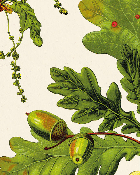 Détail affiche chêne - feuilles et glands Quercus