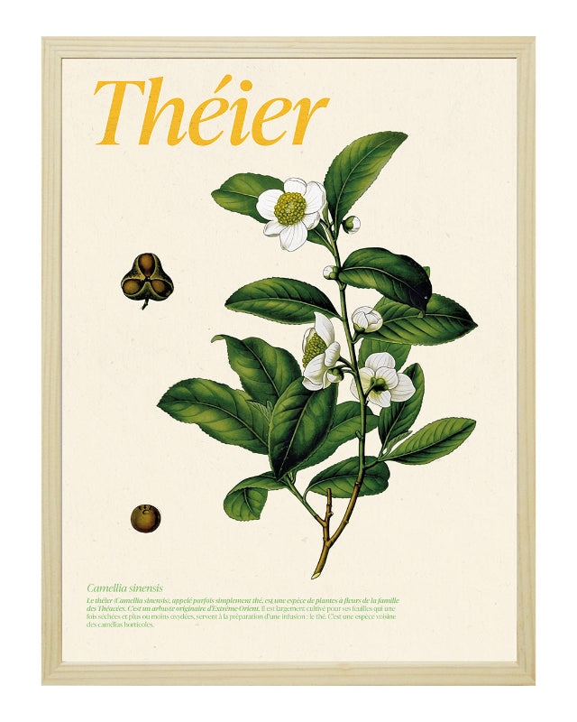 Affiche théier dans cadre bois - illustration botanique thé