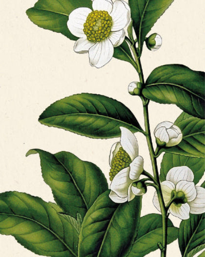 Détail affiche théier - feuilles Camellia sinensis