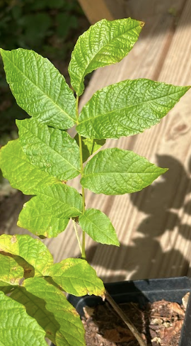 Chêne Commun en Pot plant Forestier premium pépinière Bio