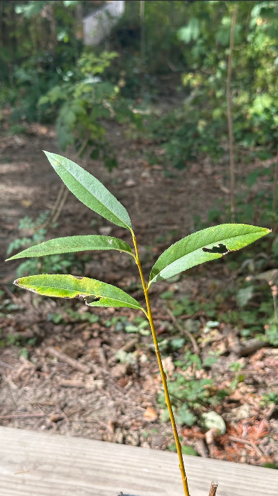 Plant de Saule des Vanniers Bio