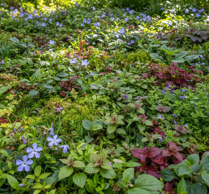 Plantes Couvre-Sol Comestibles : La Strate Oubliée du Jardin