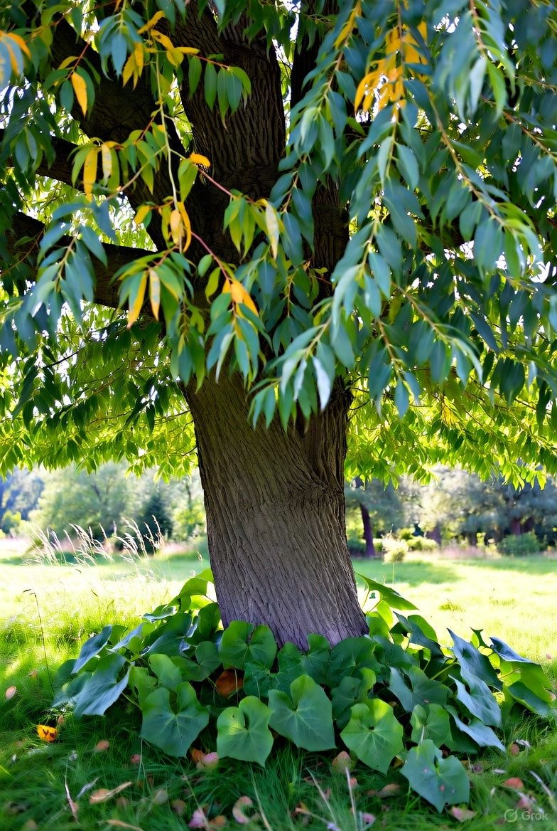 Arbres Têtards : Tradition Millénaire et Biodiversité Moderne
