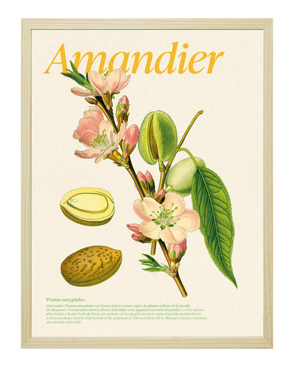 Affiche amandier dans cadre bois - illustration botanique fleurs