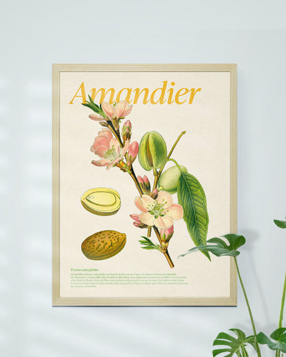 Affiche botanique amandier Prunus dulcis encadrée - décoration printanière