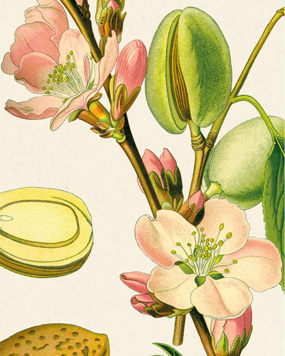 Détail affiche amandier - fleurs et fruits Prunus dulcis