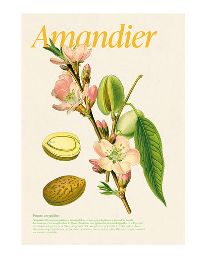 Illustration botanique de l amandier Prunus dulcis - planche naturaliste