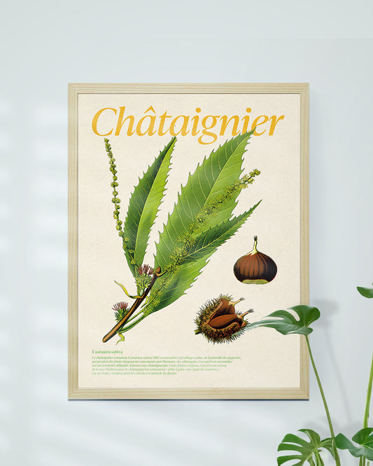 Affiche botanique châtaigner Castanea sativa encadrée - décoration nature