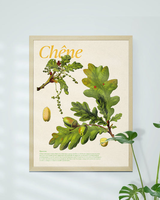 Affiche botanique chêne Quercus encadrée - décoration nature