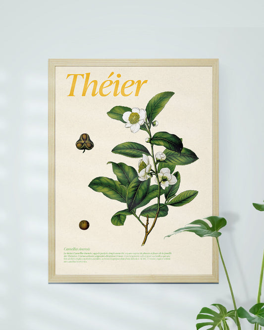 Affiche botanique théier Camellia sinensis encadrée - décoration zen