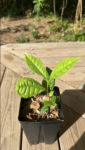 Plant de Théier Bio Issu d'Agroforesterie – Un Trésor Vert pour Votre Bien-Être