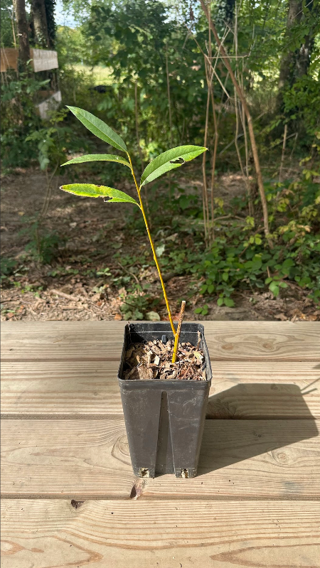 Plant de Saule des Vanniers Bio