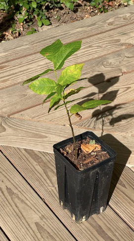Chêne Commun en Pot plant Forestier premium pépinière Bio