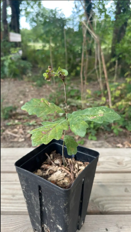 Chêne Commun en Pot plant Forestier premium pépinière Bio