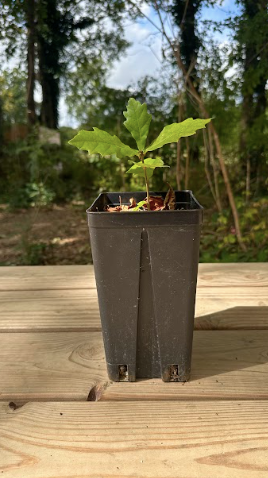 Plant de Chêne Zéen en pot de 2 litres avec feuillage vert foncé brillant, cultivé en pépinière française