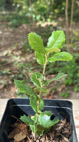 Jeune plant de Chêne vert de 15-20cm en pot de 2 litres avec feuillage persistant vert foncé brillant