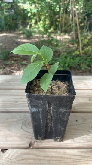 Jeune plant d'Asiminier bio Asimina triloba  en pot de 2 litres avec feuillage vert émeraude luxuriant, cultivé en agriculture biologique