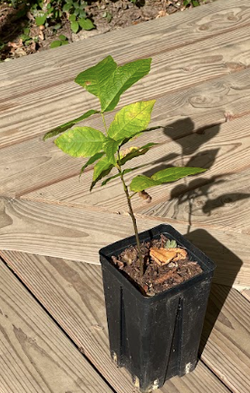 Plant de Saule des Vanniers Bio