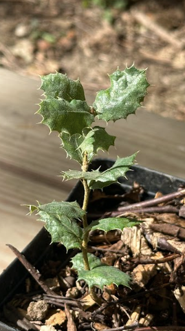 Jeune plant de Chêne Ballote bio de 15-20cm en pot de 2 litres avec feuillage persistant vert argenté