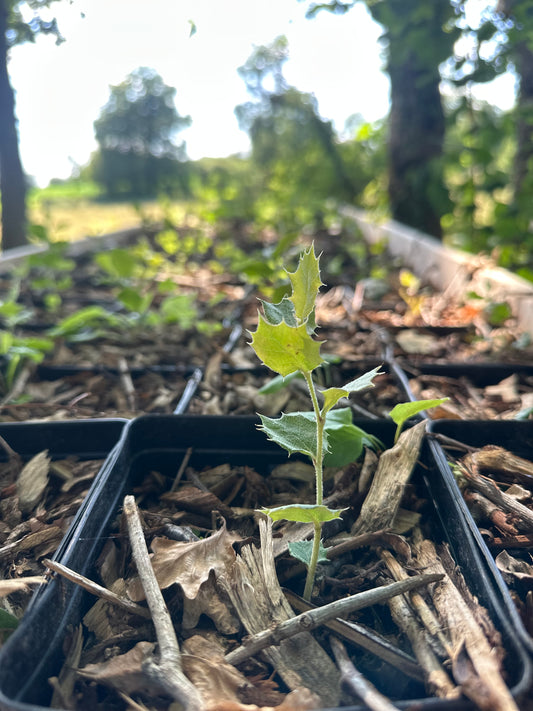 Plant de chêne vert Bio, Quercus Ilex Ballota